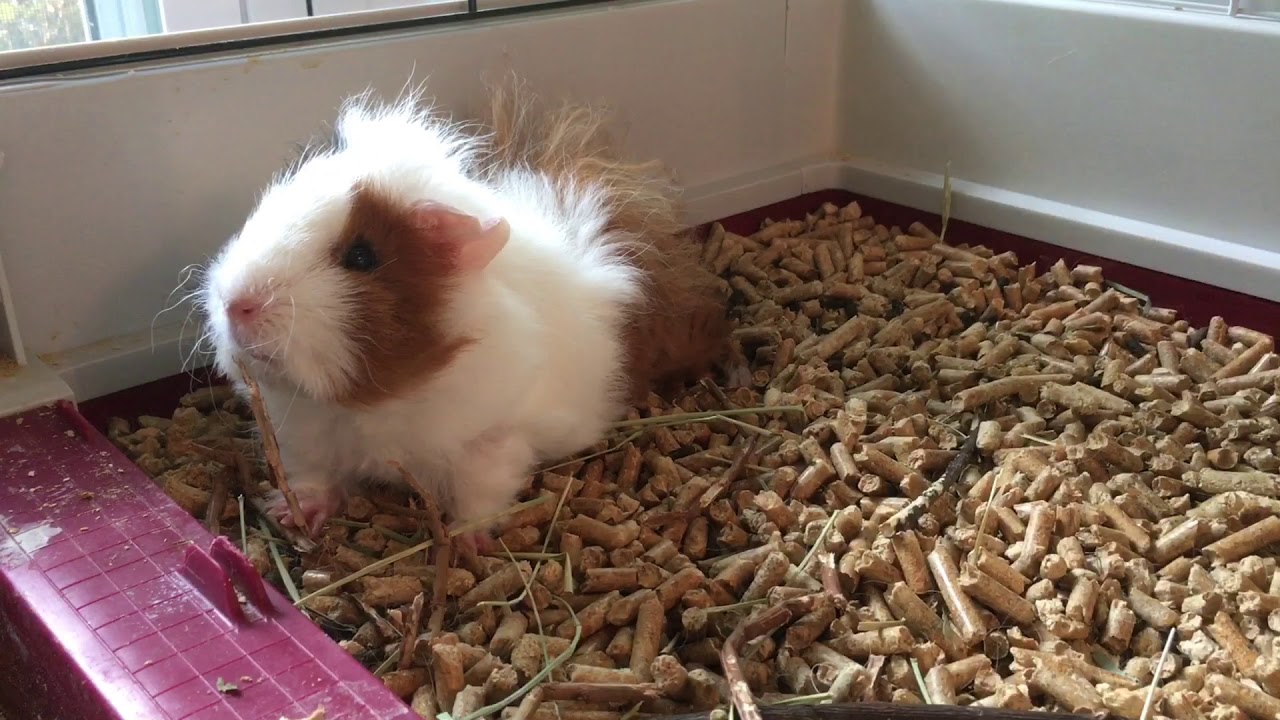 Pellet mint alom macskáknak és kutyáknak