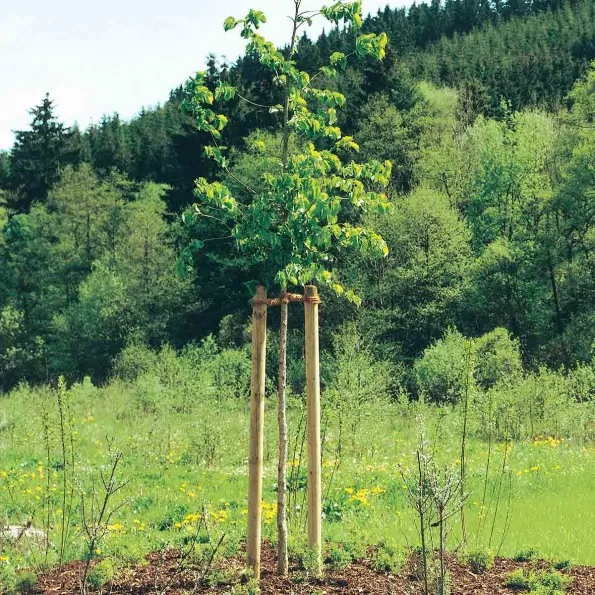 Telített hegyezett cölöp Ø80mm